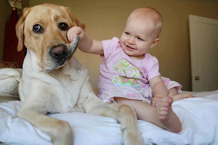 dog and the child