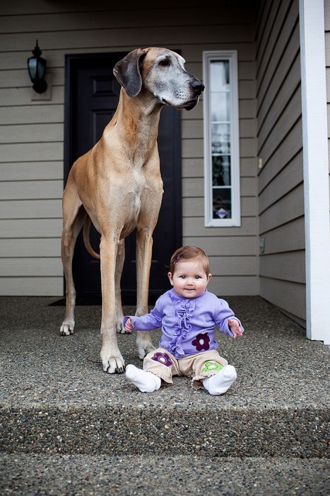 dog and the child