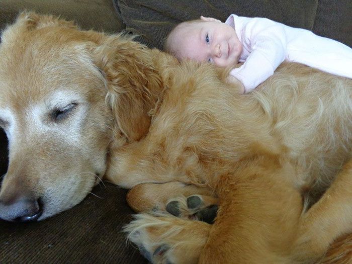 dog and the child