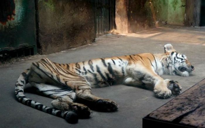Thin famished tiger, Tianjin Zoo, Nankai District, Tianjin, China