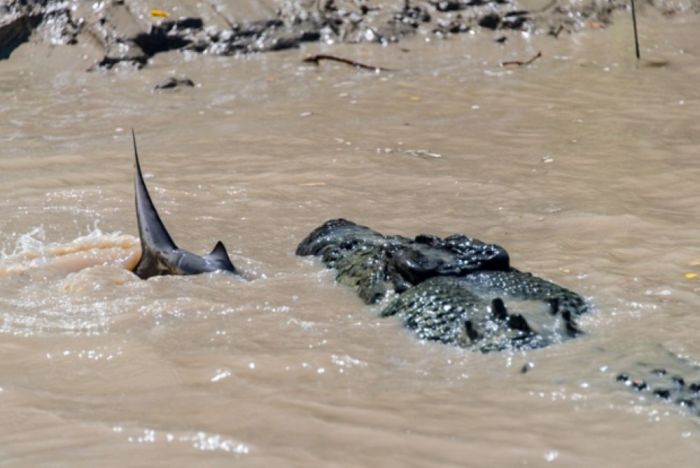 crocodile against a shark