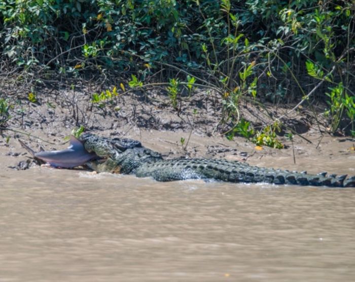 crocodile against a shark