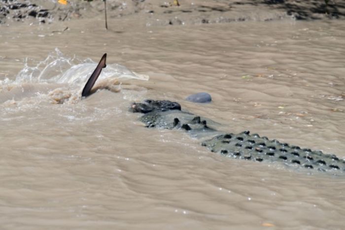 crocodile against a shark