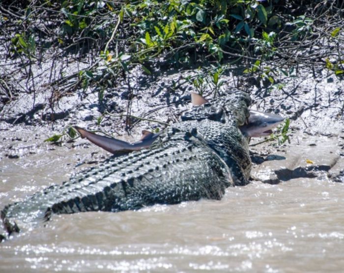 crocodile against a shark