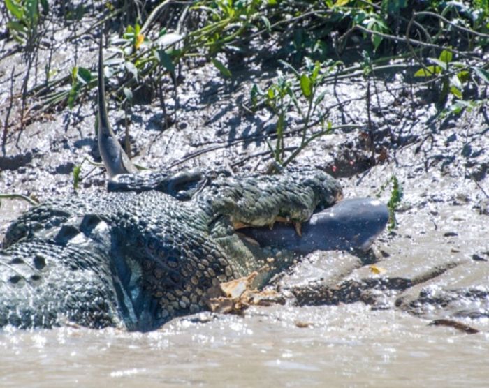 crocodile against a shark