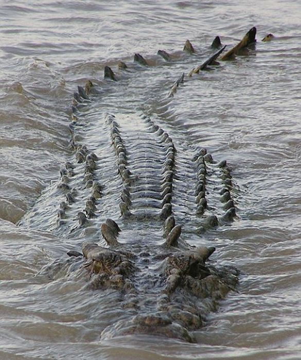 brutus, the giant crocodile