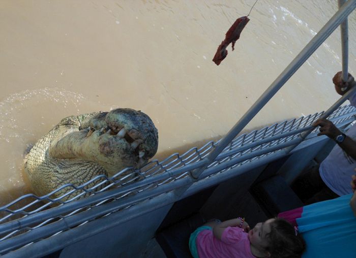 brutus, the giant crocodile