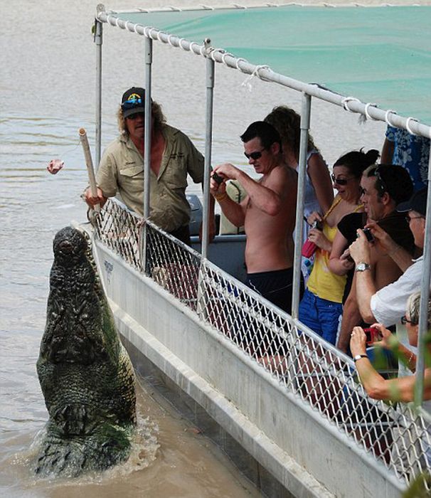 brutus, the giant crocodile