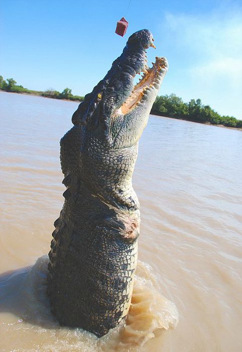 brutus, the giant crocodile