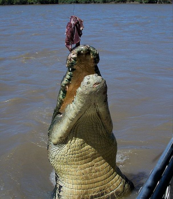 brutus, the giant crocodile