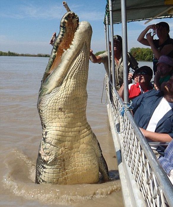 brutus, the giant crocodile