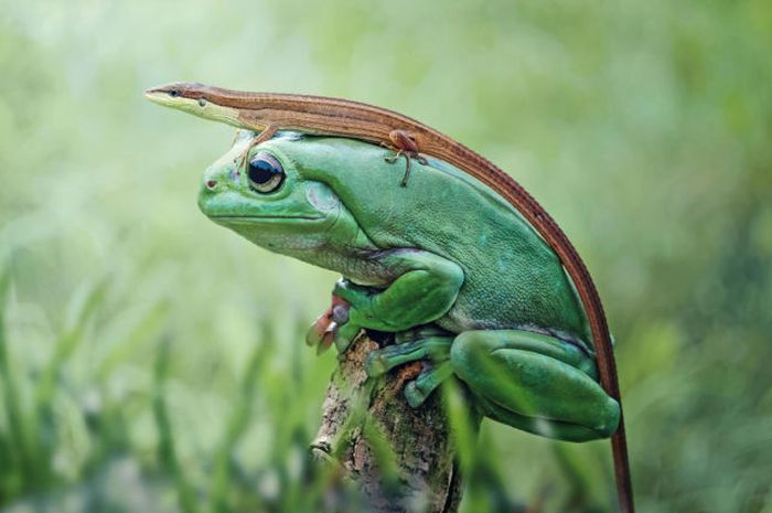 animal photography