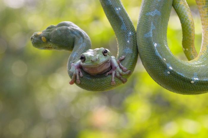 snake and frog friends