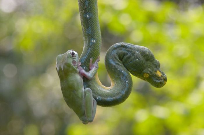 snake and frog friends