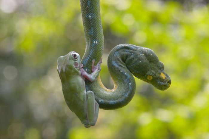 snake and frog friends