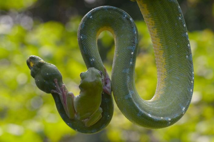 snake and frog friends