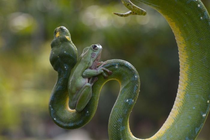 snake and frog friends