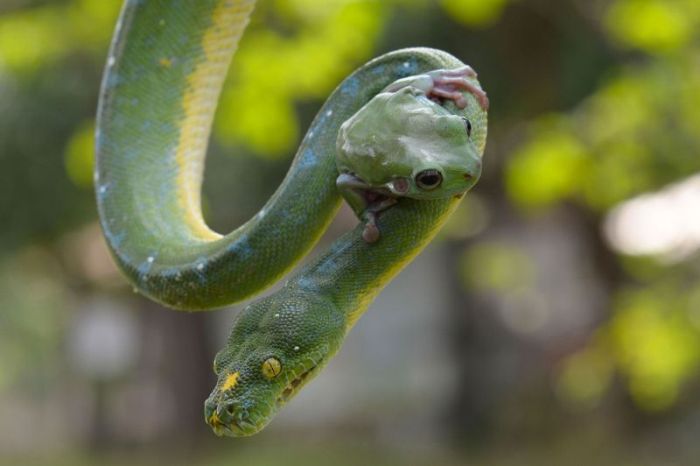 snake and frog friends