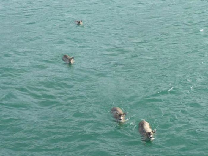 whale watchers found deers in the sea