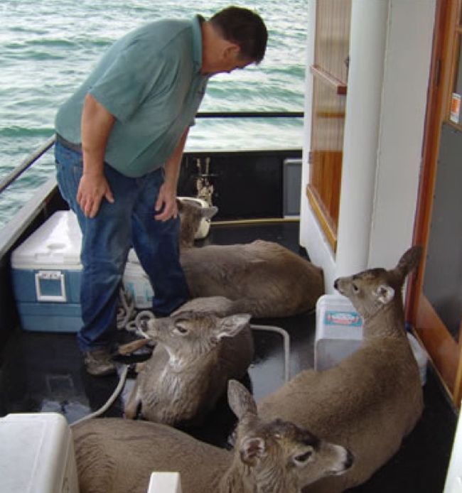 whale watchers found deers in the sea