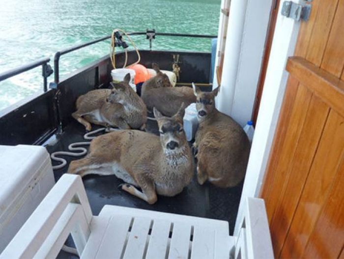 whale watchers found deers in the sea