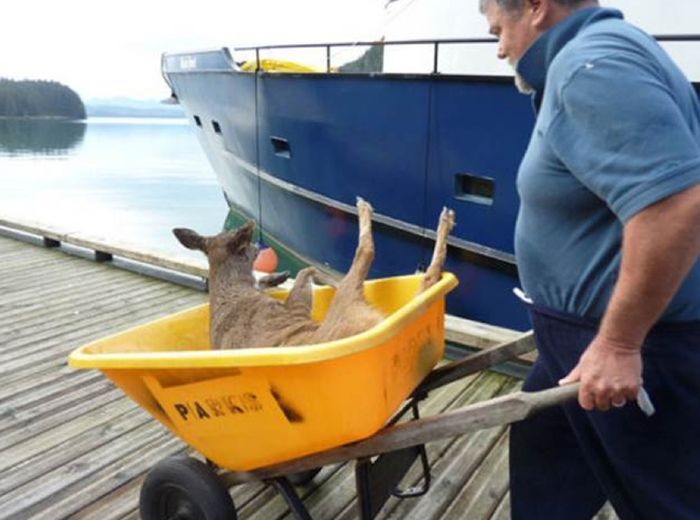 whale watchers found deers in the sea