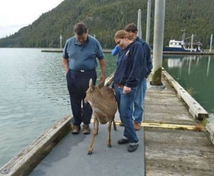 whale watchers found deers in the sea