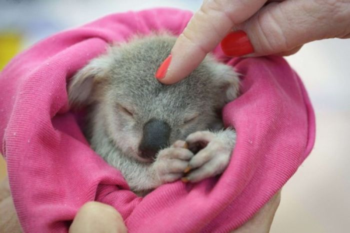 blondie bumstead, small baby koala