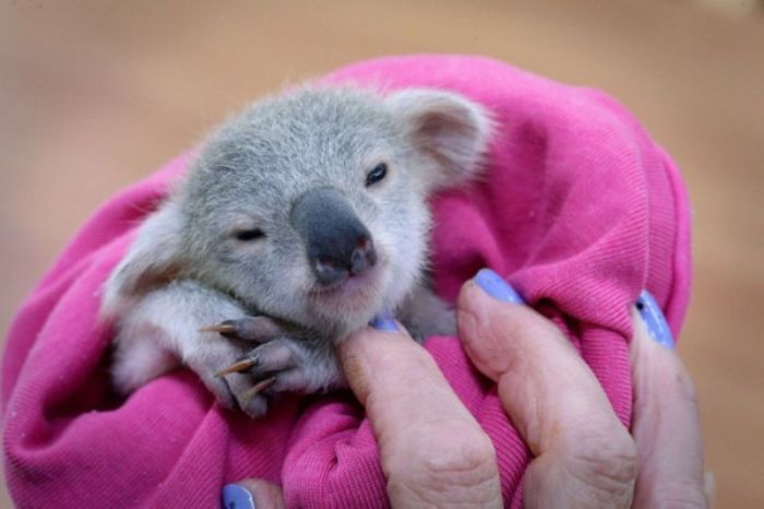 blondie bumstead, small baby koala