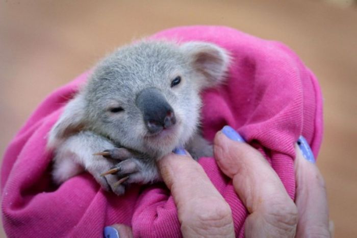 blondie bumstead, small baby koala