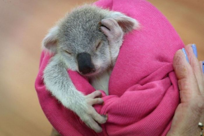 blondie bumstead, small baby koala