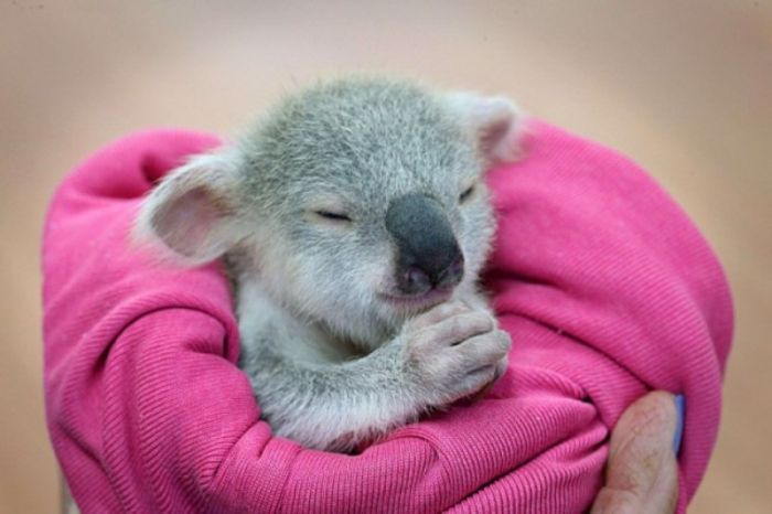 blondie bumstead, small baby koala