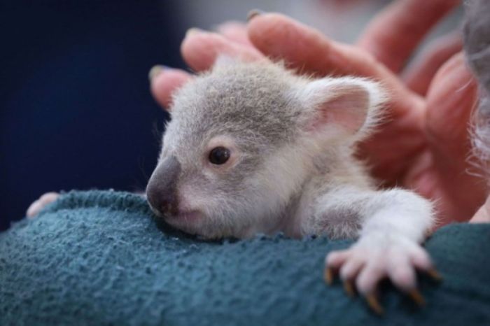 blondie bumstead, small baby koala