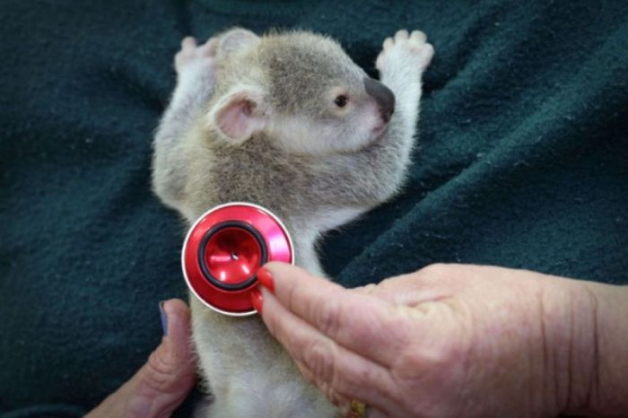 blondie bumstead, small baby koala