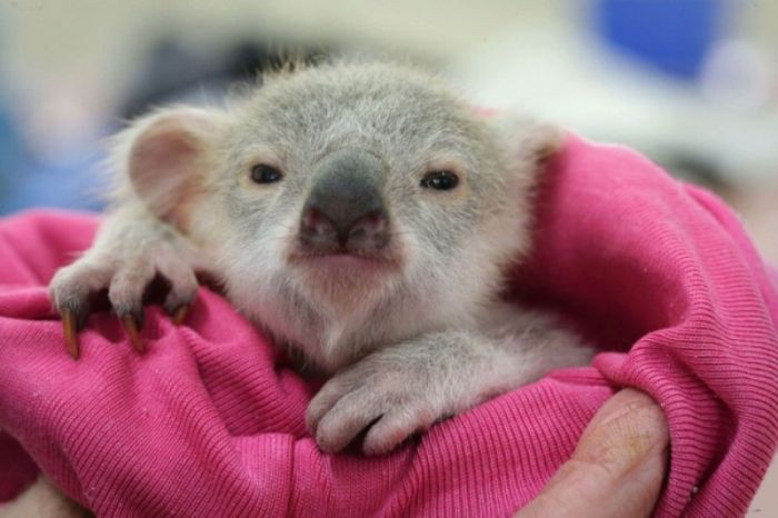 blondie bumstead, small baby koala