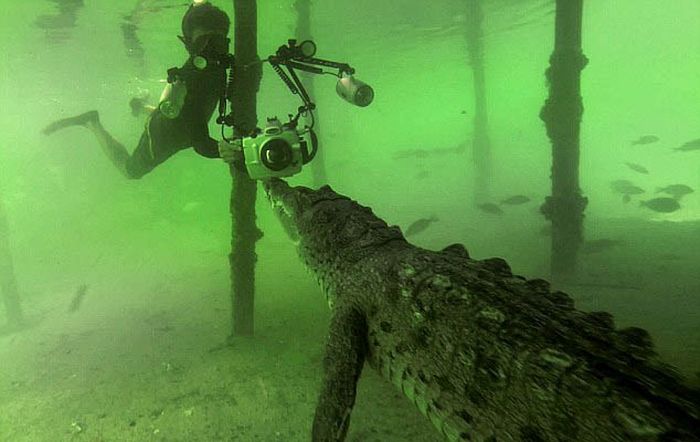 crocodile underwater photography