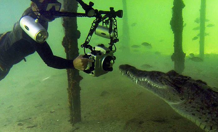 crocodile underwater photography