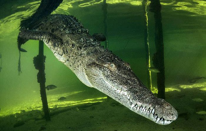 crocodile underwater photography
