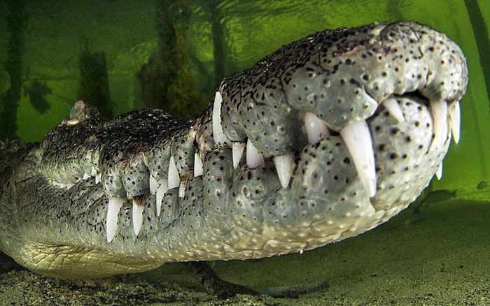 crocodile underwater photography