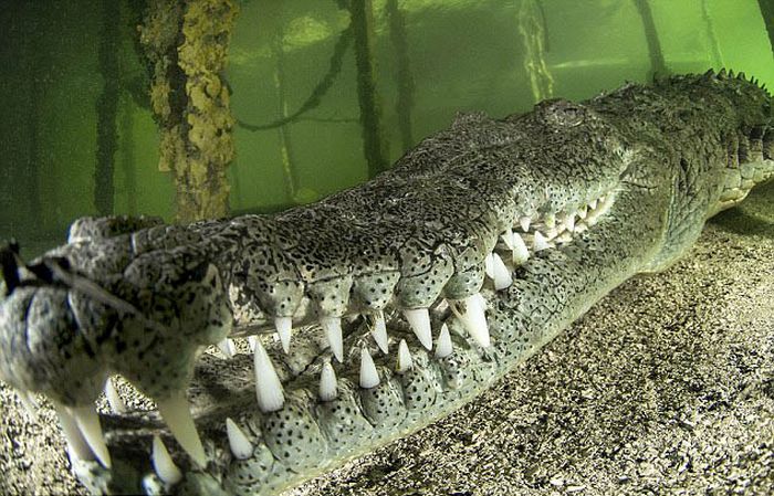 crocodile underwater photography