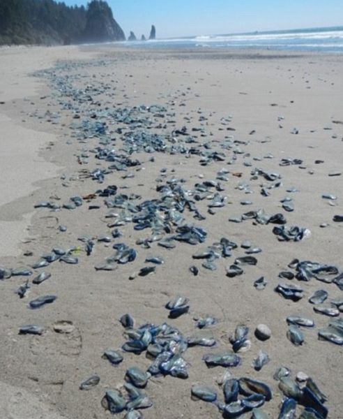 velella velella on the beach