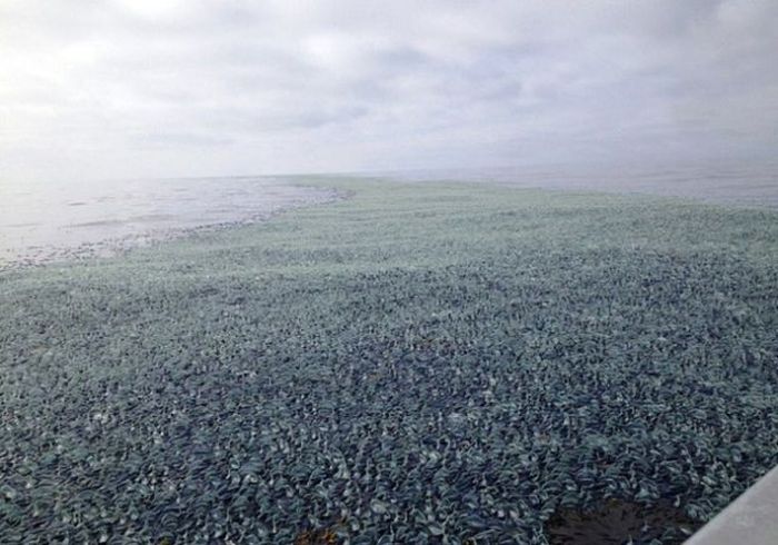 velella velella on the beach