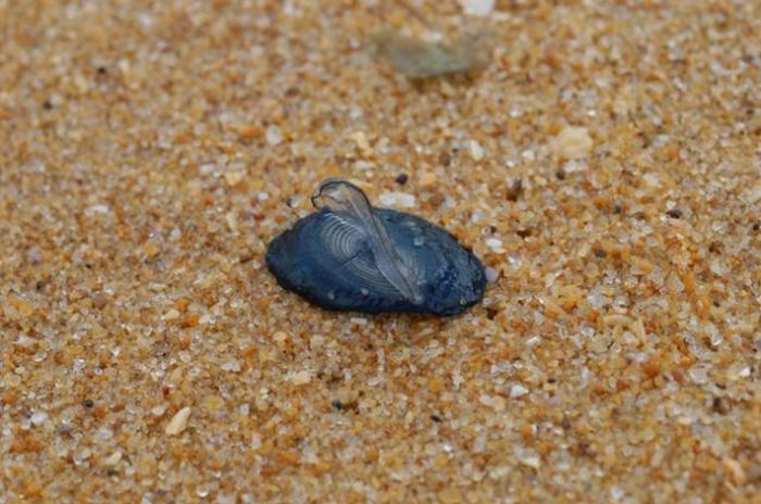 velella velella on the beach
