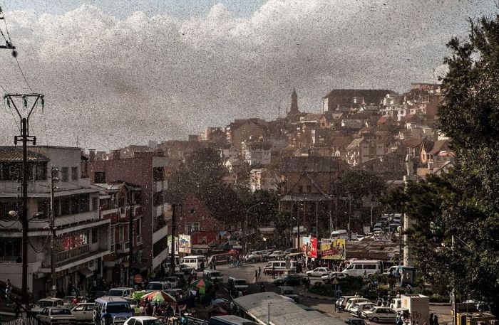 Swarm of locusts, Antananarivo, Madagascar