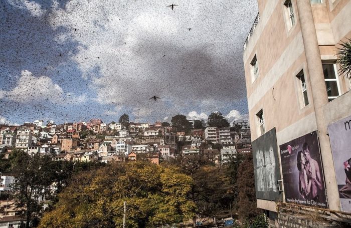 Swarm of locusts, Antananarivo, Madagascar