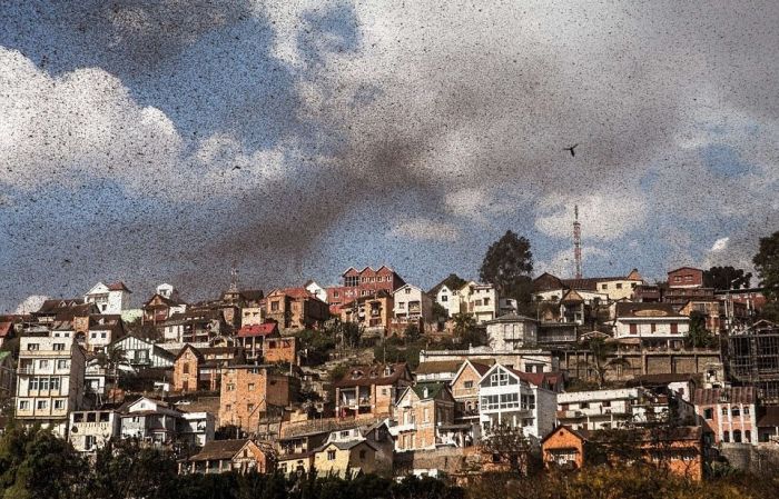 Swarm of locusts, Antananarivo, Madagascar