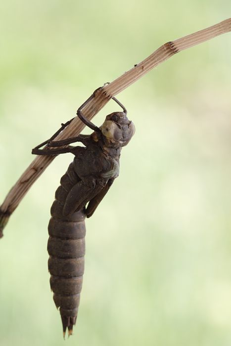 birth of a dragonfly