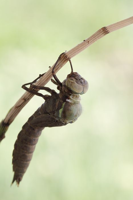 birth of a dragonfly