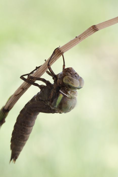 birth of a dragonfly