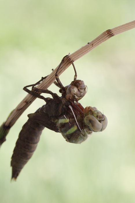 birth of a dragonfly